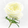 Stem -rose