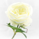 Stem -rose