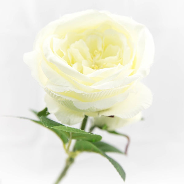 Stem -rose