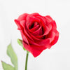 Stem -rose